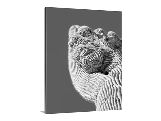 Crested Cactus Abstract Desert Saguaro Art Print in Black and White