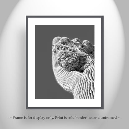 Crested Cactus Abstract Desert Saguaro Art Print in Black and White
