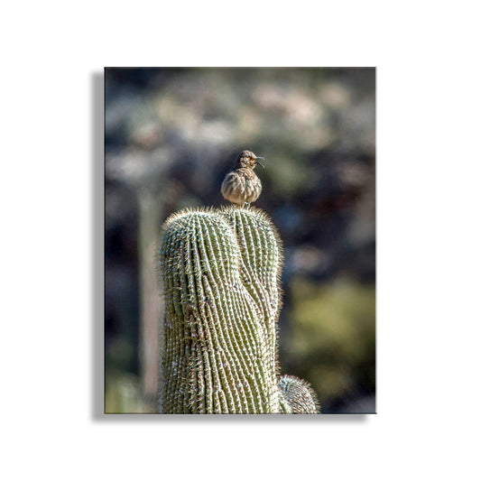 Desert Saguaro Cactus Thrasher Bird Art in Southwestern Style