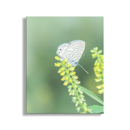 My spring beauty: delicate pure nature in the form of a Marine Blue butterfly on a splendid yellow wildflower. Photographed in southern Arizona, planet Earth. Original, unique signed art by Murray Bolesta!
