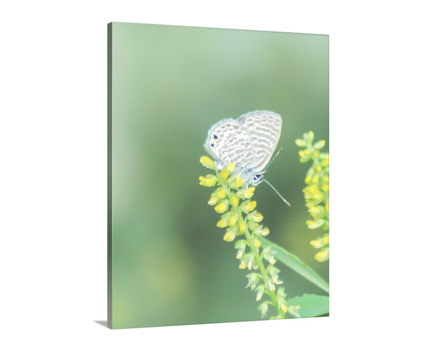 White Butterfly Art Print with Yellow Wildflower as Soft Nature Wall Decor