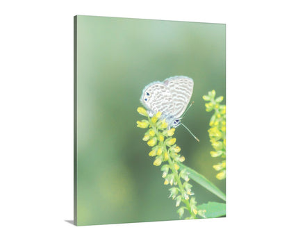 White Butterfly Art Print with Yellow Wildflower as Soft Nature Wall Decor