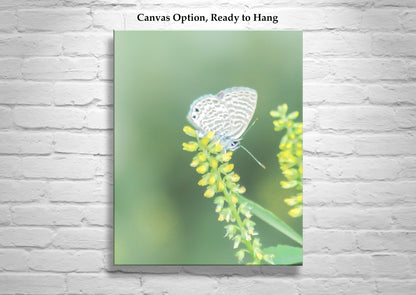 White Butterfly Art Print with Yellow Wildflower as Soft Nature Wall Decor