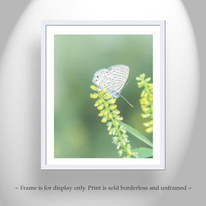 White Butterfly Art Print with Yellow Wildflower as Soft Nature Wall Decor
