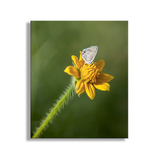 My spring beauty: delicate pure nature in the form of a Marine Blue butterfly on a splendid yellow wildflower. Captured on camera in southern Arizona USA! Original, unique signed art by Murray Bolesta.