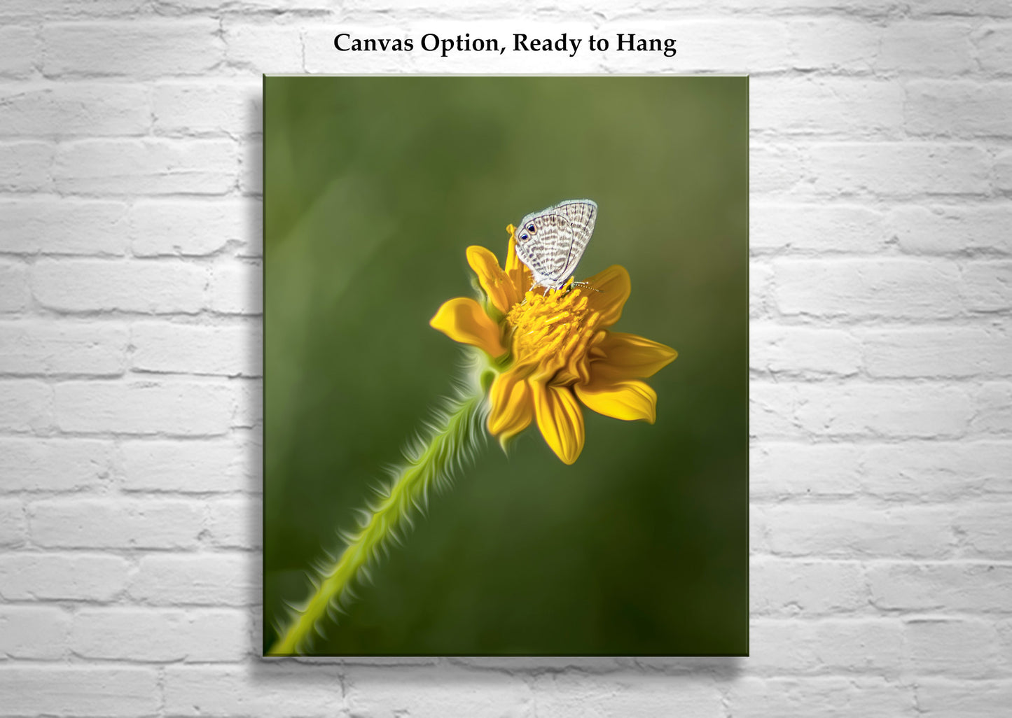 White Butterfly and Yellow Wildflower Bold Nature Photography in Arizona