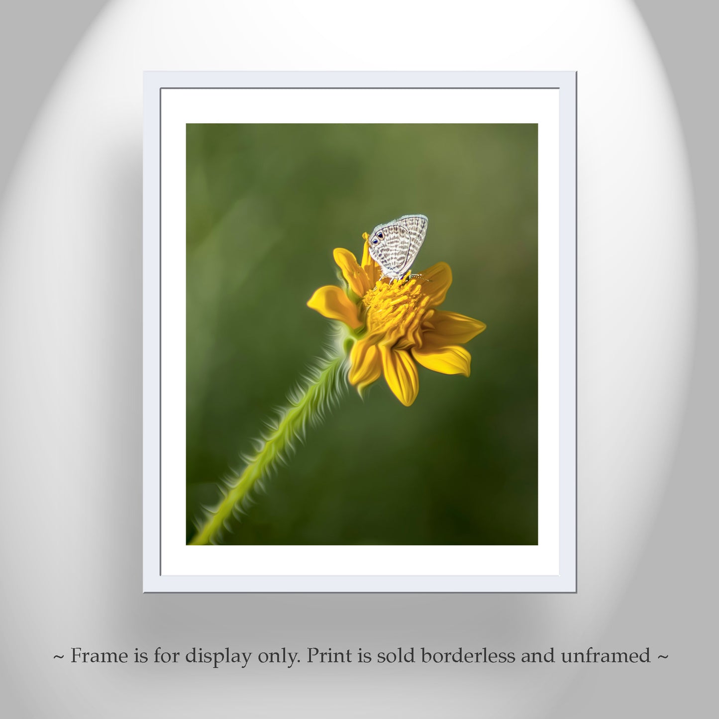 White Butterfly and Yellow Wildflower Bold Nature Photography in Arizona