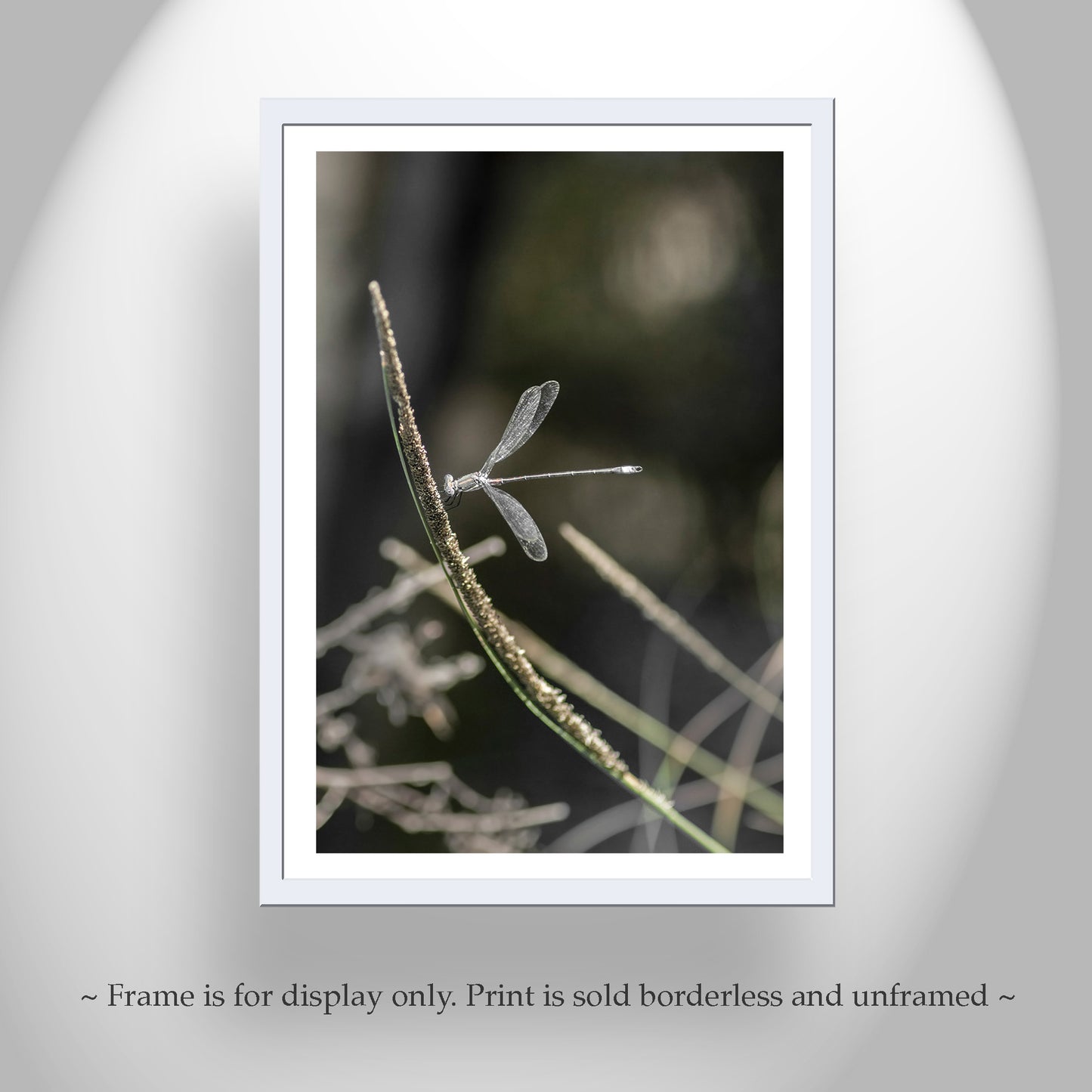 Insect Photography with Delicate Damselfly as Elegant Nature Wall Decor