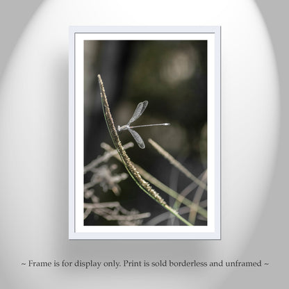 Insect Photography with Delicate Damselfly as Elegant Nature Wall Decor