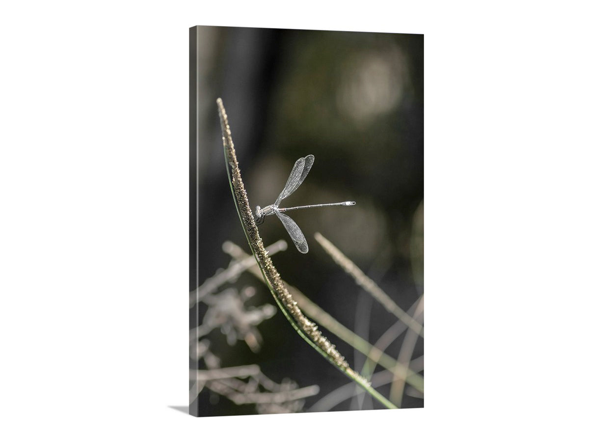 Damselfly perched on a plant with a blurred natural background. Damselfly insect art: a dainty and elegant damselfly captured on camera by me in a wild southern Arizona canyon, planet Earth! Original, unique signed art by Murray Bolesta.