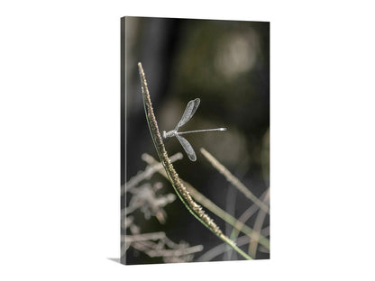 Damselfly perched on a plant with a blurred natural background. Damselfly insect art: a dainty and elegant damselfly captured on camera by me in a wild southern Arizona canyon, planet Earth! Original, unique signed art by Murray Bolesta.