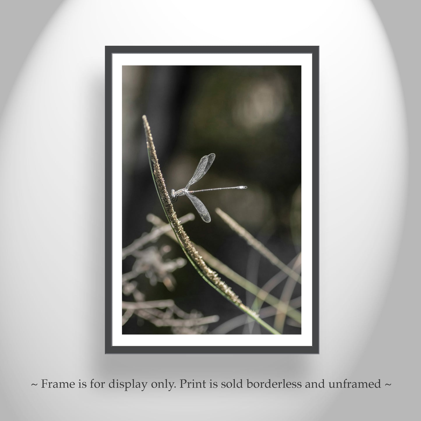 Insect Photography with Delicate Damselfly as Elegant Nature Wall Decor