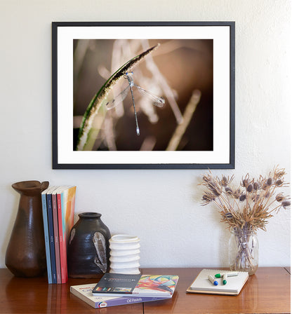 Damselfly Beautiful Insect Photography as Wall Decor Gift