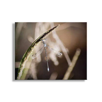Dragonfly perched on a plant leaf with a blurred natural background. My wonderful nature photography! This is a delicate and gorgeous damselfly, captured on camera on a warm afternoon in Madera Canyon of the Santa Ritas, southern Arizona, planet Earth. Original, unique signed art by Murray Bolesta.