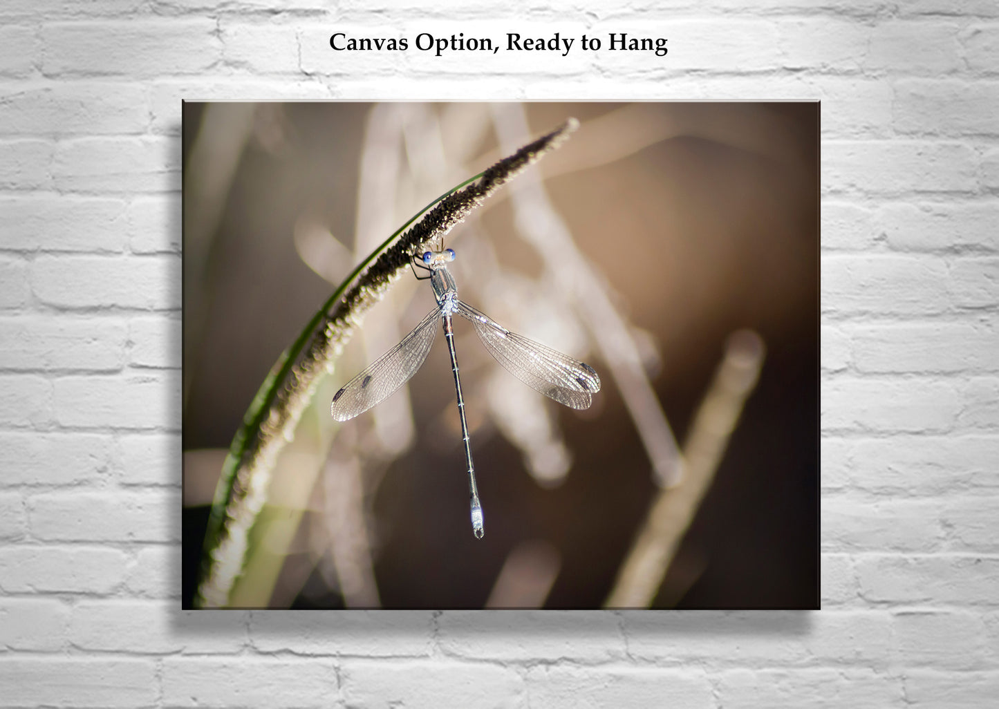 Damselfly Beautiful Insect Photography as Wall Decor Gift