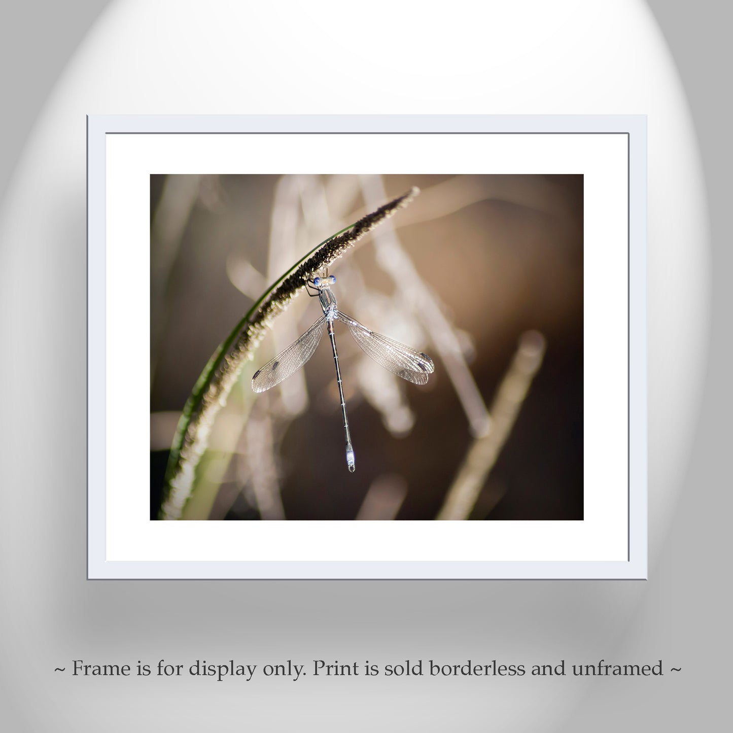 Damselfly Beautiful Insect Photography as Wall Decor Gift