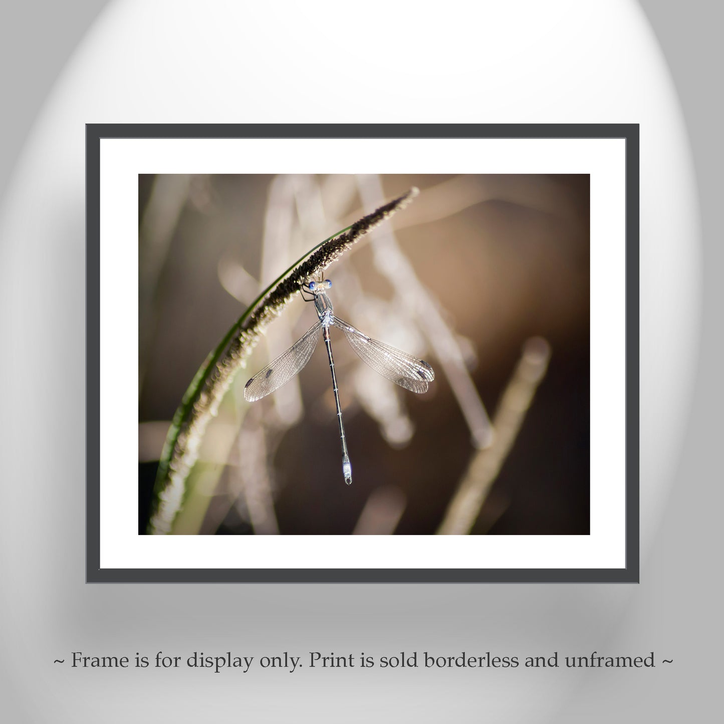 Damselfly Beautiful Insect Photography as Wall Decor Gift