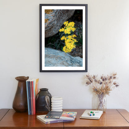 Arizona Desert Canyon Wildflower Fine Art Botanical Wall Decor
