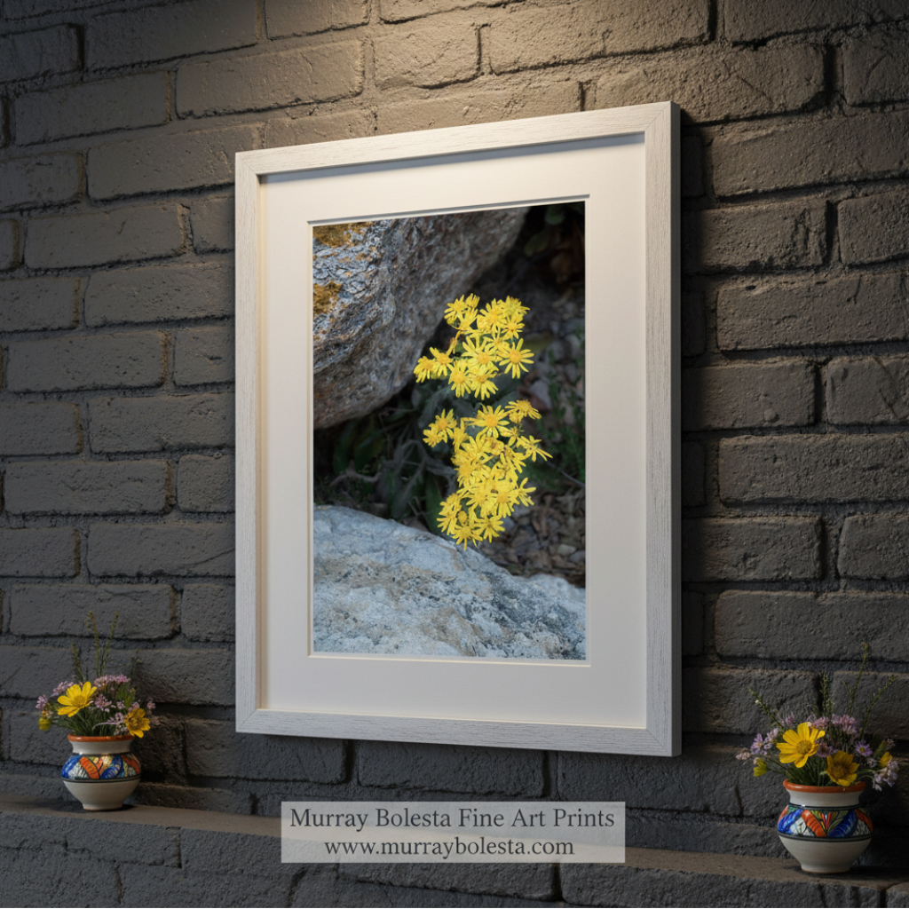 Yellow flowers growing among rocks on a white background. Arizona Desert Canyon Wildflower Fine Art Botanical Wall Decor by Murray Bolesta
