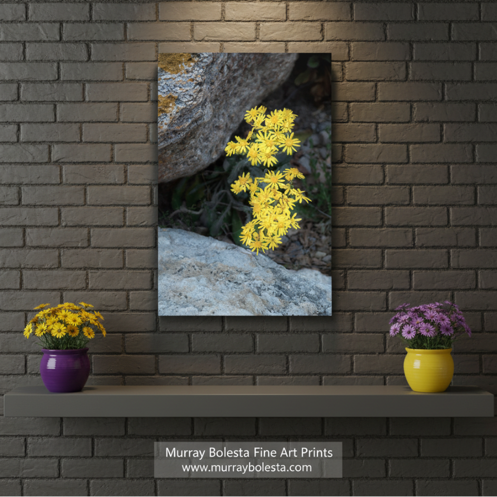 Yellow flowers growing among rocks on a white background. Arizona Desert Canyon Wildflower Fine Art Botanical Wall Decor by Murray Bolesta