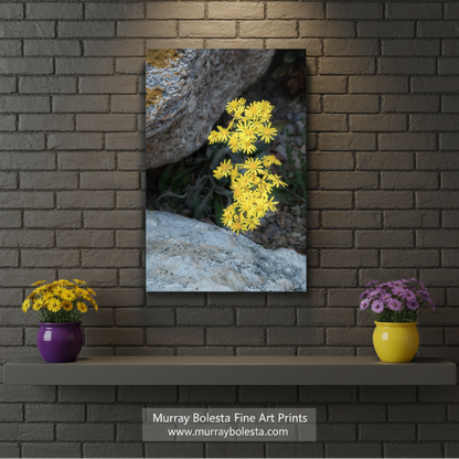 Yellow flowers growing among rocks on a white background. Arizona Desert Canyon Wildflower Fine Art Botanical Wall Decor by Murray Bolesta
