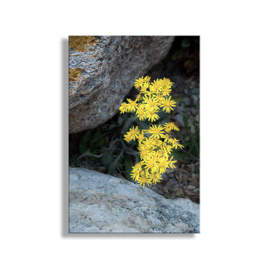 Yellow flowers growing among rocks on a white background. Arizona Desert Canyon Wildflower Fine Art Botanical Wall Decor
