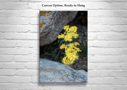 Arizona Desert Canyon Wildflower Fine Art Botanical Wall Decor
