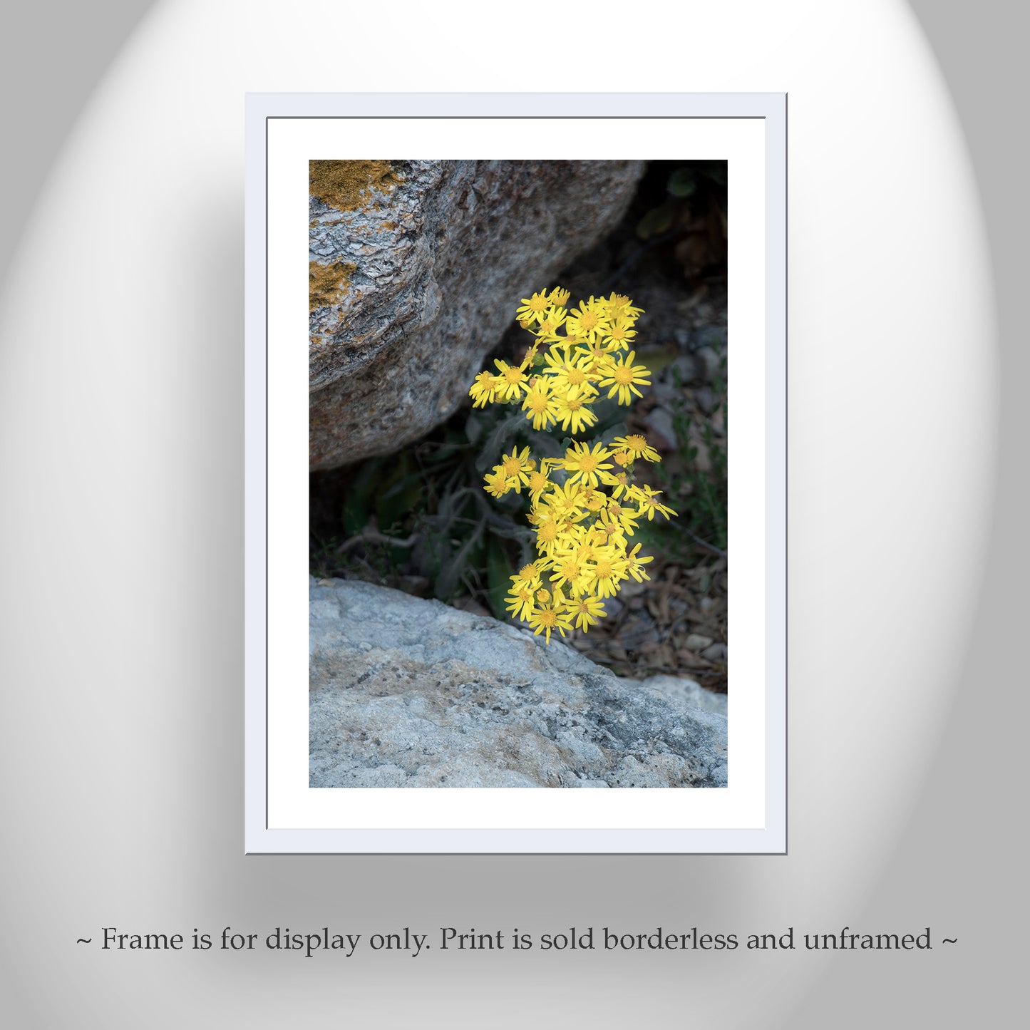 Arizona Desert Canyon Wildflower Fine Art Botanical Wall Decor