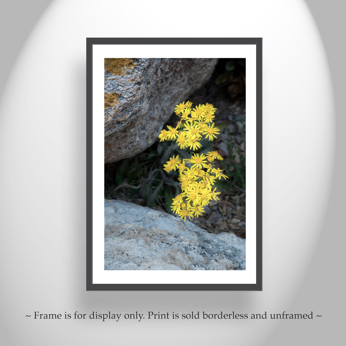 Arizona Desert Canyon Wildflower Fine Art Botanical Wall Decor