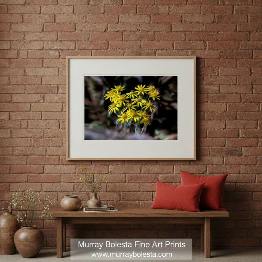 Group of yellow flowers with a blurred background. Arizona Desert Canyon Wildflower Nature Photography by Murray Bolesta