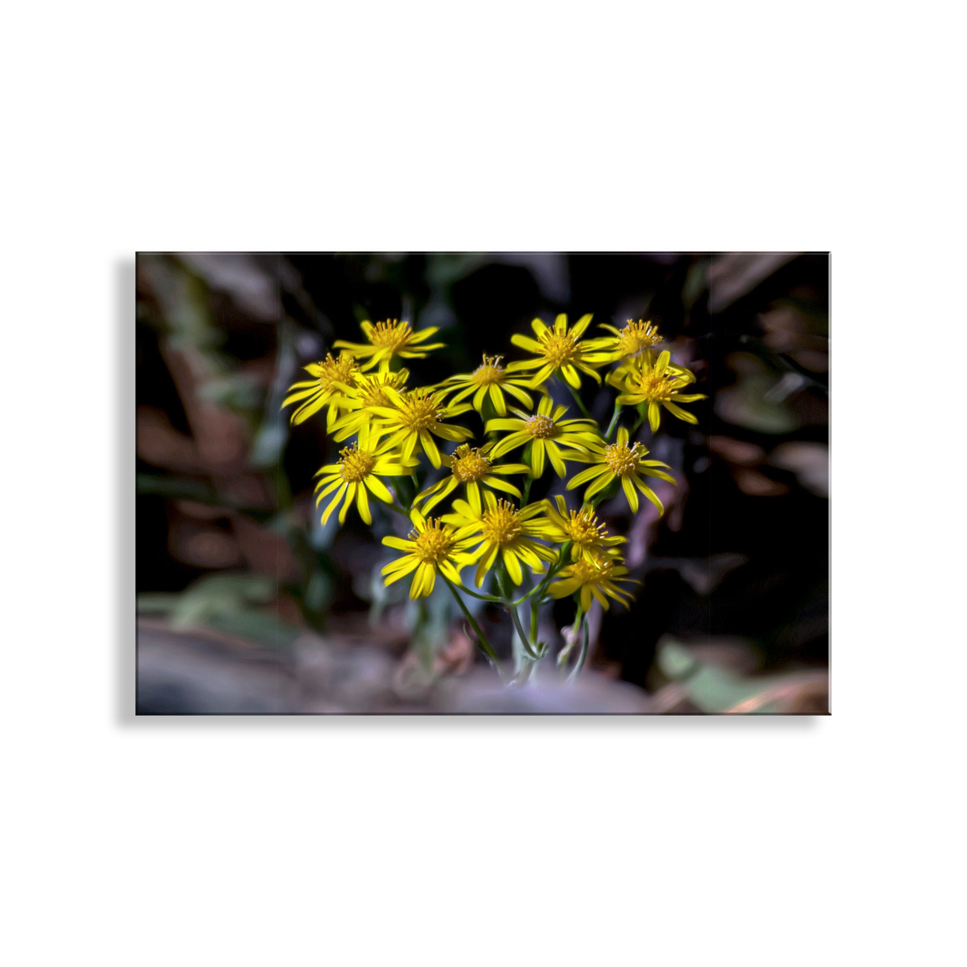 Group of yellow flowers with a blurred background. Arizona Desert Canyon Wildflower Nature Photography