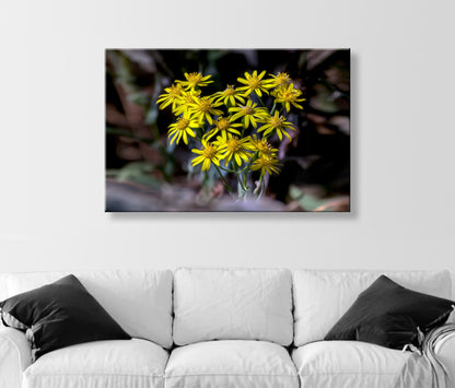 Arizona Desert Canyon Wildflower Nature Photography