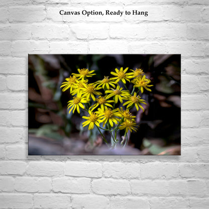 Arizona Desert Canyon Wildflower Nature Photography