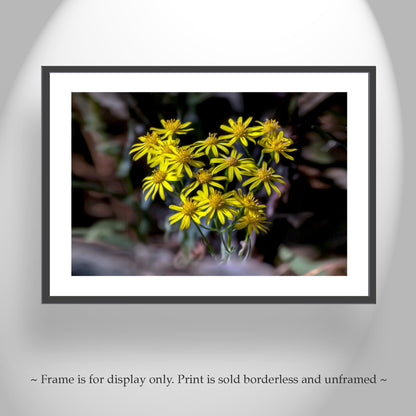 Arizona Desert Canyon Wildflower Nature Photography