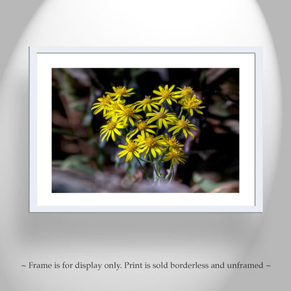 Arizona Desert Canyon Wildflower Nature Photography