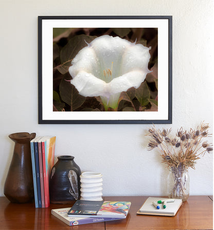 Datura Flower Nature Photography with Dew Buds