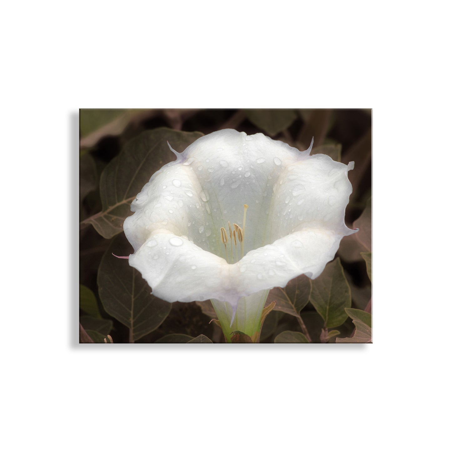 Datura Flower Nature Photography with Dew Buds
