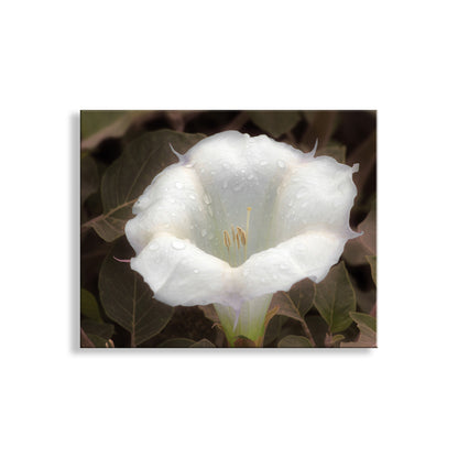 Datura Flower Nature Photography with Dew Buds