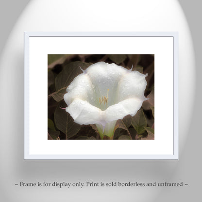 Datura Flower Nature Photography with Dew Buds