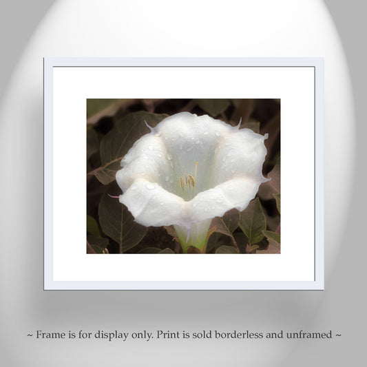 Datura Flower Nature Photography with Dew Buds