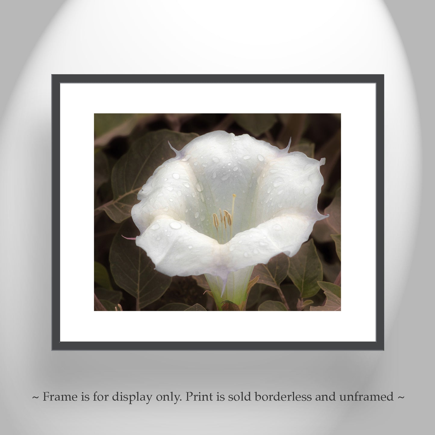 Datura Flower Nature Photography with Dew Buds