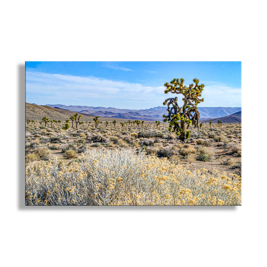 A desert landscape with a large tree in the foreground and a field of yellow flowers in the background, with mountains visible in the distance under a blue sky. Joshua Tree & Creosote Art - Death Valley Mojave Desert Print