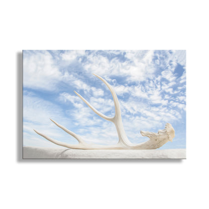 Antler on a white surface with a blue sky and clouds in the background. Surreal Photography – Deer Antler & Sky Wall Art | Tucson Arizona