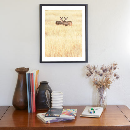 Wildlife Photography in Minimalist Style with Wild Deer and Prairie Grasslands in Southern Arizona