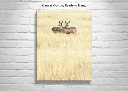 Wildlife Photography in Minimalist Style with Wild Deer and Prairie Grasslands in Southern Arizona