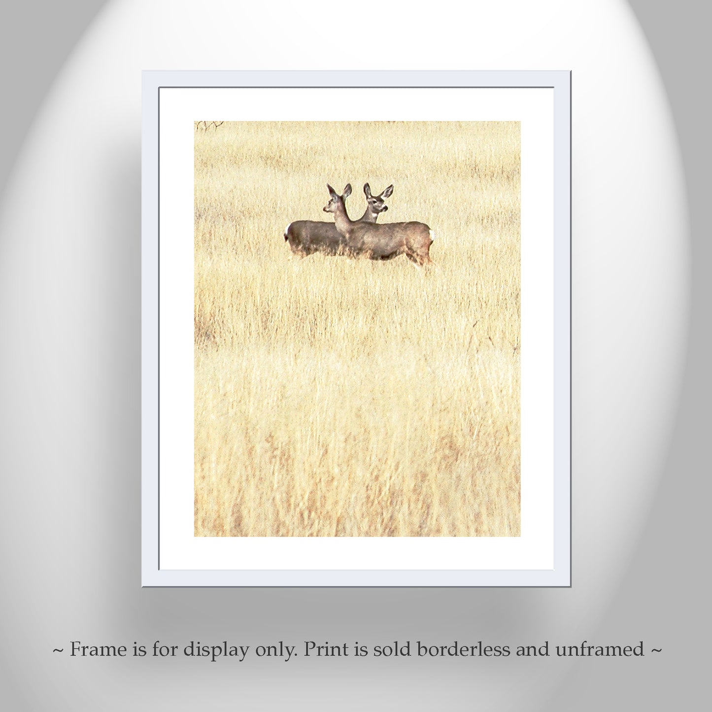 Wildlife Photography in Minimalist Style with Wild Deer and Prairie Grasslands in Southern Arizona
