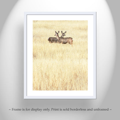 Wildlife Photography in Minimalist Style with Wild Deer and Prairie Grasslands in Southern Arizona