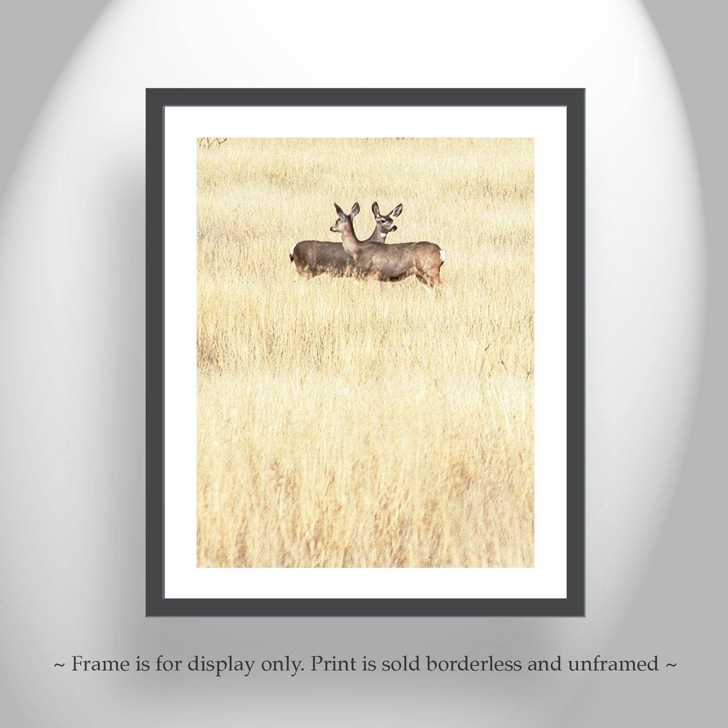 Wildlife Photography in Minimalist Style with Wild Deer and Prairie Grasslands in Southern Arizona