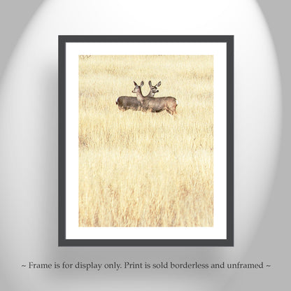 Wildlife Photography in Minimalist Style with Wild Deer and Prairie Grasslands in Southern Arizona