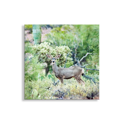 My desert wildlife photograph with a pretty buck deer for your viewing pleasure! I captured this charming scene in Ironwood Forest National Monument, Tucson Arizona USA. Original, unique signed art by Murray Bolesta.